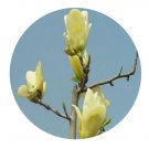 DwarfGiantFarm 200Pcs A Set Magnolia liliflora Desr Seed  Prodgf