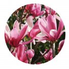 DwarfGiantFarm 200Pcs A Set Magnolia soulangeana Soul. Seed  Prodgf