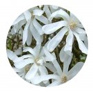 DwarfGiantFarm 200Pcs A Set Magnolia stellata Seed  Prodgf