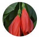 DwarfGiantFarm 200Pcs A Set Malvaviscus arboreus Seed  Prodgf