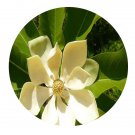 DwarfGiantFarm 200Pcs A Set Magnoliaceae Seed   Prodgf