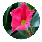 DwarfGiantFarm 200Pcs A Set Mandevilla sanderi Seed   Prodgf
