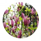 DwarfGiantFarm 200Pcs A Set Magnolia liliiflora Seed  Prodgf
