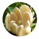 DwarfGiantFarm 200Pcs A Set Manglietiapachyphylla Chang Seed  Prodgf