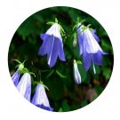 DwarfGiantFarm 200Pcs A Set Manyflower Ladybell Seed  Prodgf