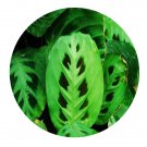 DwarfGiantFarm 200Pcs A Set Maranta leuconeura Seed Prodgf