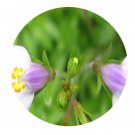 DwarfGiantFarm 200Pcs A Set Mazus miguelii Makino Seed Prodgf