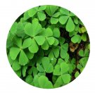 DwarfGiantFarm 200Pcs A Set Marsilea quadrifolia Seed Prodgf