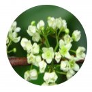 DwarfGiantFarm 200Pcs A Set Maytenus hookeri Loes Seed  Prodgf
