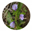 DwarfGiantFarm 200Pcs A Set Mazus stachydifolius Seed  Prodgf