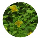 DwarfGiantFarm 200Pcs A Set Meconopsis oliverana Seed  Prodgf