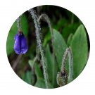 DwarfGiantFarm 200Pcs A Set Meconopsis quintuplinervia Seed Prodgf