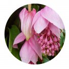 DwarfGiantFarm 200Pcs A Set Medinilla magnifica Seed  Prodgf