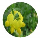 DwarfGiantFarm 200Pcs A Set Medicago lupulina Seed   Prodgf