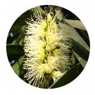 DwarfGiantFarm 200Pcs A Set Melaleuca parviflora Seed  Prodgf