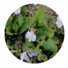 DwarfGiantFarm 200Pcs A Set Mazus japonicus Seed Prodgf