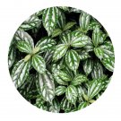 DwarfGiantFarm 200Pcs A Set Pilea cadierei Seed Prodgf