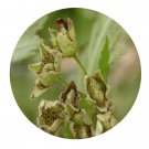 DwarfGiantFarm 200Pcs A Set Physocarpus amurensis Seed Prodgf