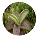 DwarfGiantFarm 200Pcs A Set Pinguicula primuliflora Seed Prodgf