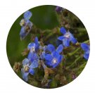 DwarfGiantFarm 200Pcs A Set Anchusa capensis Seed Prodgf