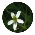 DwarfGiantFarm 200Pcs A Set Anemone rivularis Buch var Seed Prodgf