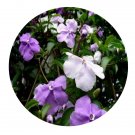 DwarfGiantFarm 200Pcs A Set Brunfelsia hopeana Seed  Prodgf