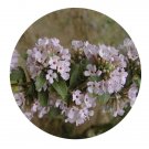 DwarfGiantFarm 200Pcs A Set Buddieja alternifolia Seed  Prodgf