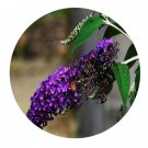 DwarfGiantFarm 200Pcs A Set Buddleja Lochinch  Seed  Prodgf