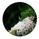 DwarfGiantFarm 200Pcs A Set Buddleja asiatica Seed  Prodgf