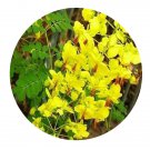 DwarfGiantFarm 200Pcs A Set Caesalpinia decapetala Seed  Prodgf
