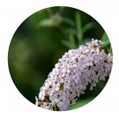 DwarfGiantFarm 200Pcs A Set Buddleja albiflora Seed Prodgf