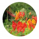 DwarfGiantFarm 200Pcs A Set Caesalpinia pulcherrima Seed Prodgf