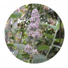 DwarfGiantFarm 200Pcs A Set Buddleja officinalis Seed Prodgf
