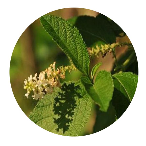 DwarfGiantFarm 200Pcs A Set Buddleja paniculata bWallich Seed Prodgf