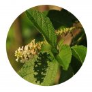 DwarfGiantFarm 200Pcs A Set Buddleja paniculata bWallich Seed Prodgf