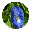 DwarfGiantFarm 200Pcs A Set Butterfly pea Seed  Prodgf