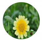 DwarfGiantFarm 200Pcs A Set C. coronarium Seed  Prodgf