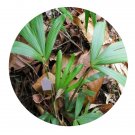DwarfGiantFarm 200Pcs A Set Calamus platyacanthoides Seed  Prodgf