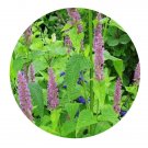 DwarfGiantFarm 200Pcs A Set Calamintha debilis Seed  Prodgf
