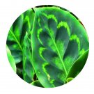 DwarfGiantFarm 200Pcs A Set Calathea roseapicta Seed  Prodgf