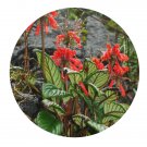 DwarfGiantFarm 200Pcs A Set Calcareoboea coccinea Seed  Prodgf