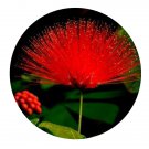 DwarfGiantFarm 200Pcs A Set calliandra emargimats Seed Prodgf