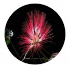 DwarfGiantFarm 200Pcs A Set calliandra surinamensis Seed  Prodgf