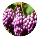 DwarfGiantFarm 200Pcs A Set Callicarpa formosana Seed  Prodgf