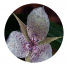 DwarfGiantFarm 200Pcs A Set Calochortus Cupido Seed  Prodgf