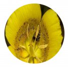 DwarfGiantFarm 200Pcs A Set Calochortus luteus Seed  Prodgf