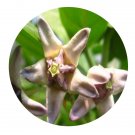 DwarfGiantFarm 200Pcs A Set Calotropis gigantea Seed   Prodgf