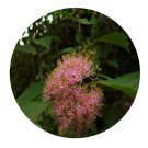 DwarfGiantFarm 200Pcs A Set Callicarpa giraldii Hesse Seed    Prodgf
