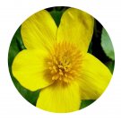 DwarfGiantFarm 200Pcs A Set Caltha palustris Linn. var. Seed    Prodgf