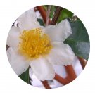 DwarfGiantFarm 50Pcs A Set Camellia crapnelliana Tutcher Seed  Prodgf